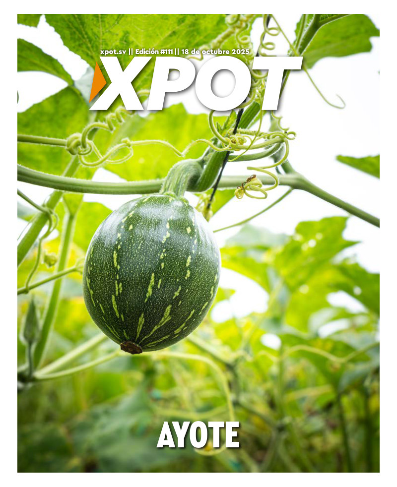 Ayote