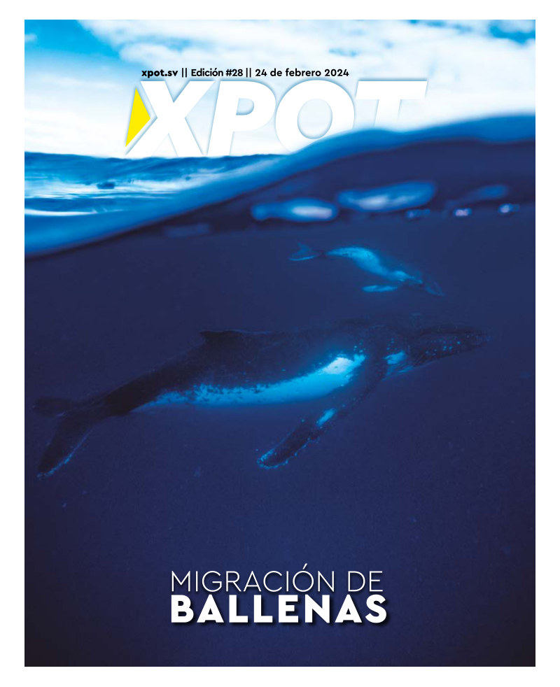 Migración de Ballenas