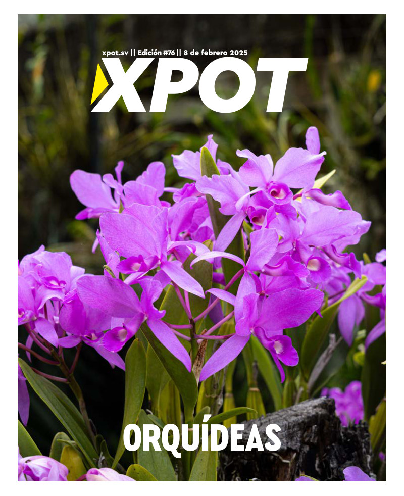 Orquídeas